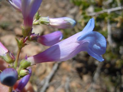 Penstemon cyaneus, photographed by Matt Lavin