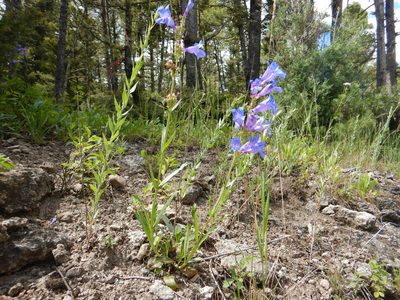 Penstemon cyaneus, photographed by Matt Lavin