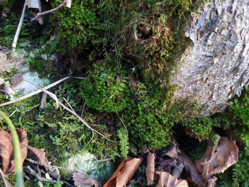 Rosulabryum moravicum, photographed by carnifex