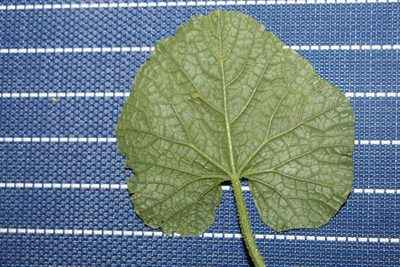 Cucumis melo, photographed by Andrés Ramírez-Barrera