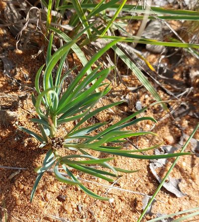 Euphorbia trichadenia, photographed by Manuel R Popp
