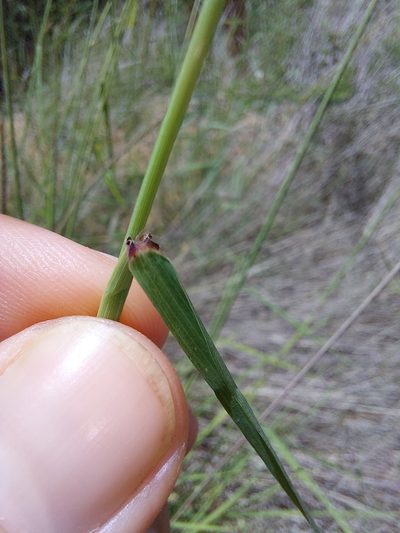 Enteropogon macrostachyus, photographed by Manuel R Popp