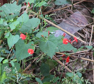 Ipomoea hederifolia, photographed by Ashwin Srinivasan