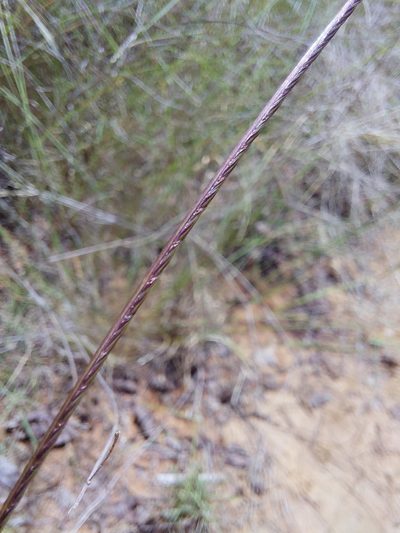 Microchloa afra, photographed by Manuel R Popp
