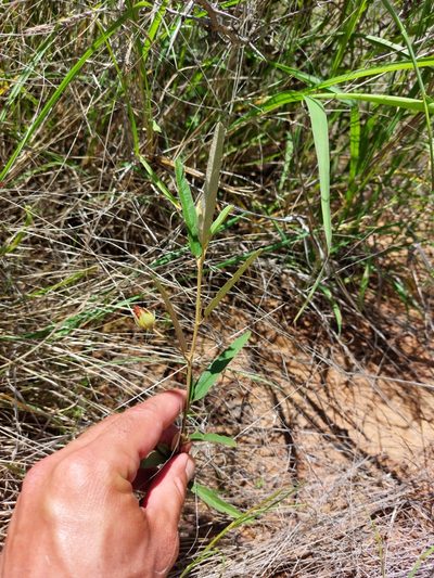 Melhania prostrata, photographed by Manuel R Popp