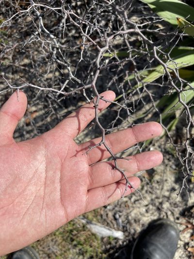 Prunus geniculata, photographed by Brandon Corder