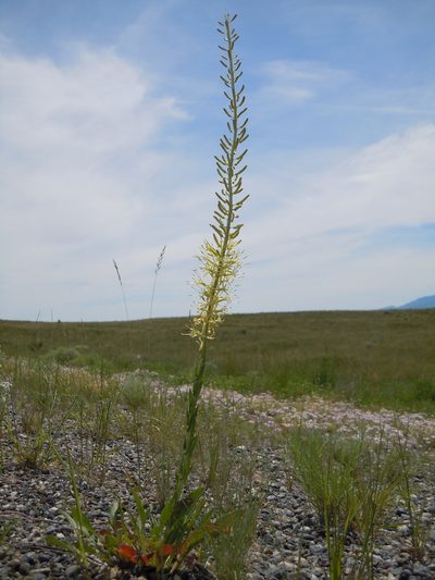 Stanleya viridiflora, photographed by Matt Lavin