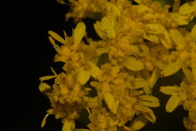 Solidago sphacelata, photographed by Brian Finzel