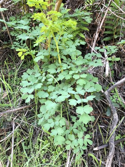 Thalictrum polycarpum, photographed by Nicholas Wei