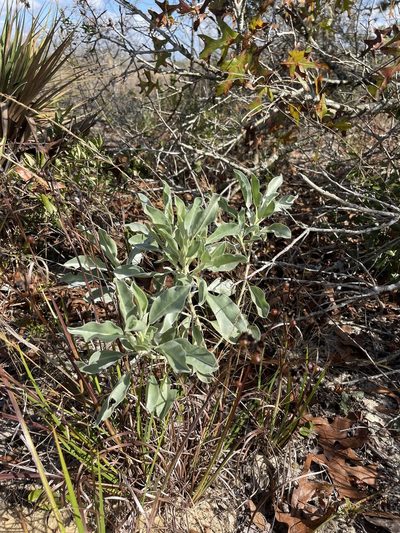 Lupinus cumulicola, photographed by Brandon Corder