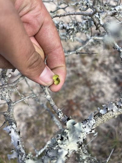 Crataegus × macrocarpa, photographed by Brandon Corder
