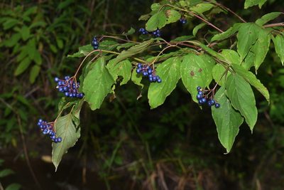 Cornus amomum, photographed by Brian Finzel