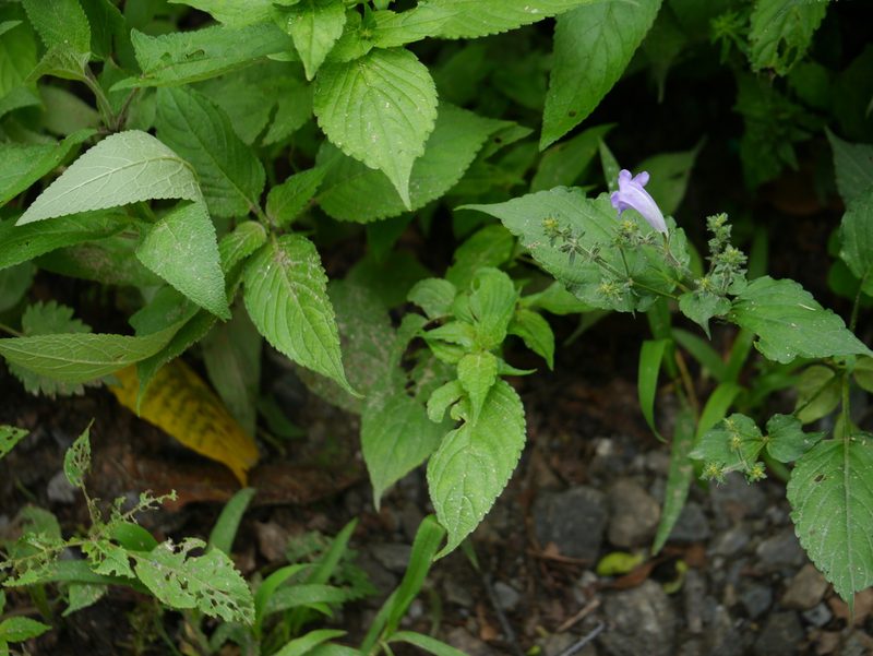 Strobilanthes attenuata, photographed by Dinesh Valke