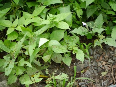 Strobilanthes attenuata, photographed by Dinesh Valke