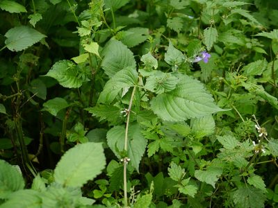 Strobilanthes attenuata, photographed by Dinesh Valke