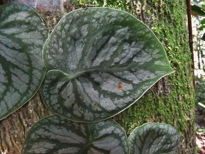 Monstera dubia, photographed by Annika Lindqvist