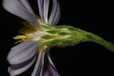 Symphyotrichum undulatum, photographed by Brian Finzel