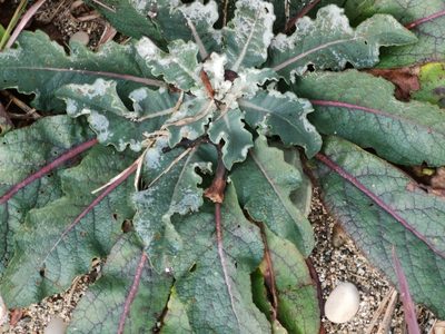 Verbascum gnaphalodes, photographed by Elena_Sherehora