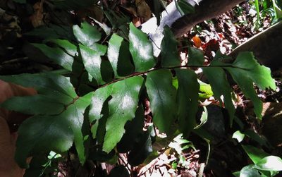 Adiantum argutum, photographed by Annika Lindqvist