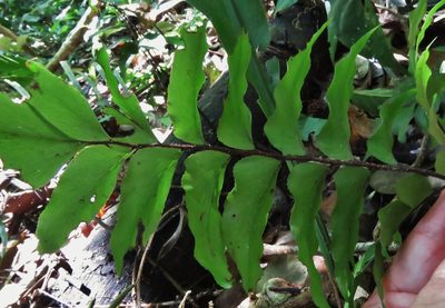 Adiantum argutum, photographed by Annika Lindqvist