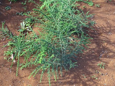 Adenocarpus foliolosus, photographed by Christian Berg