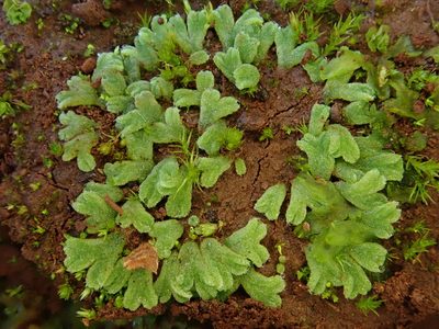 Riccia crozalsii, photographed by Christian Berg