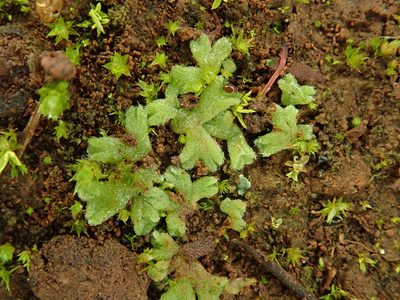 Riccia crozalsii, photographed by Christian Berg
