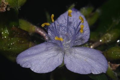 Tradescantia subaspera, photographed by Brian Finzel