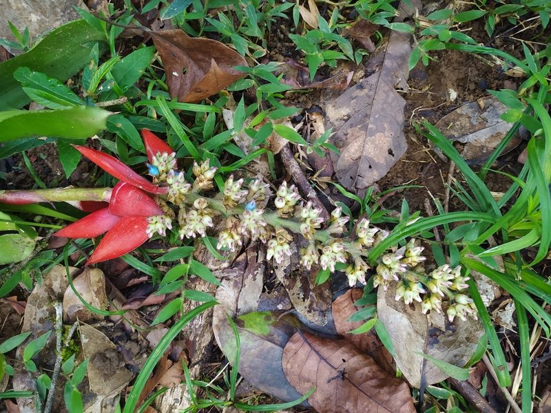 Aechmea mertensii, photographed by Guillaume Delaitre