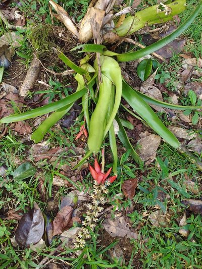 Aechmea mertensii, photographed by Guillaume Delaitre
