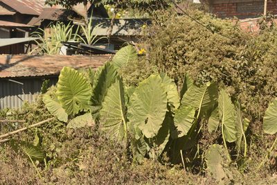Alocasia macrorrhizos, photographed by S.MORE