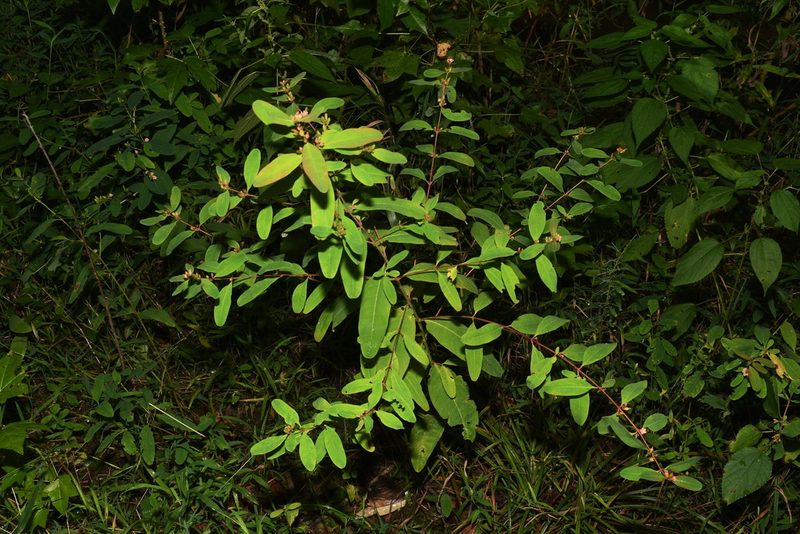 Hypericum walteri, photographed by Brian Finzel
