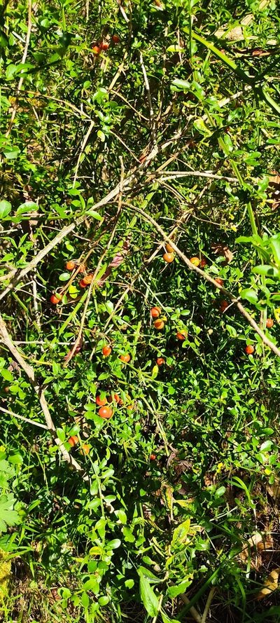 Citharexylum herrerae, photographed by Floro Ortiz Contreras