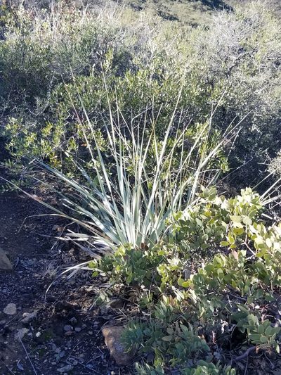 Nolina interrata, photographed by James C. Davis