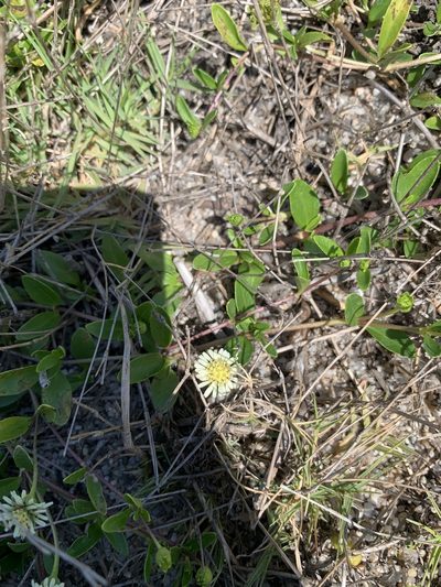Eclipta elliptica, photographed by Florencia Grattarola
