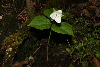 Trillium simile, photographed by Brian Finzel