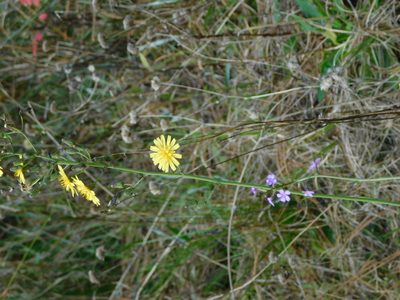 Buchnera floridana, photographed by Stephanie C