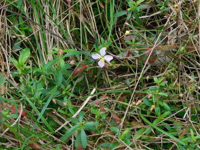Rhexia mariana, photographed by Stephanie C
