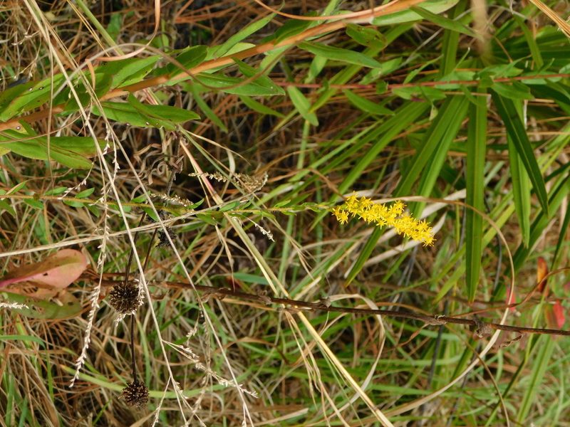 Solidago fistulosa, photographed by Stephanie C