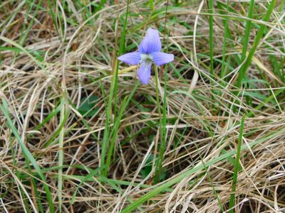 Viola septemloba, photographed by Stephanie C