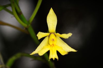 Epidendrum blepharistes, photographed by Daniel Mesa