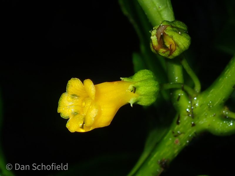 Besleria lutea, photographed by Dan Schofield