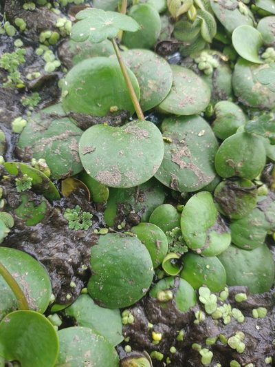 Hydrocharis laevigata, photographed by Pablo