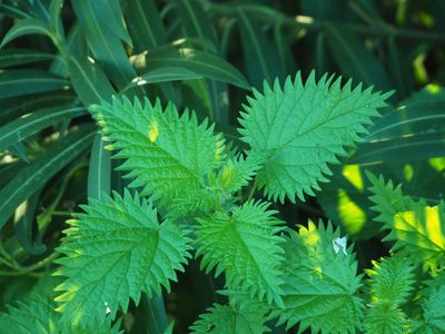 Urtica pilulifera, photographed by Andra Waagmeester