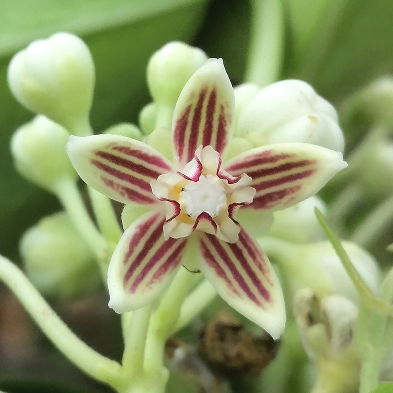 Cynanchum montevidense, photographed by Kozue Kawakami