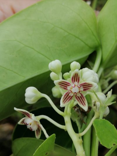 Cynanchum montevidense, photographed by Kozue Kawakami