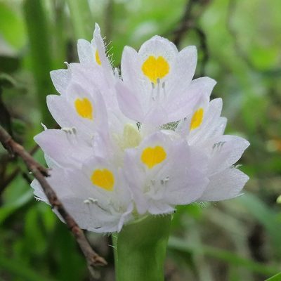 Pontederia rotundifolia, photographed by Kozue Kawakami
