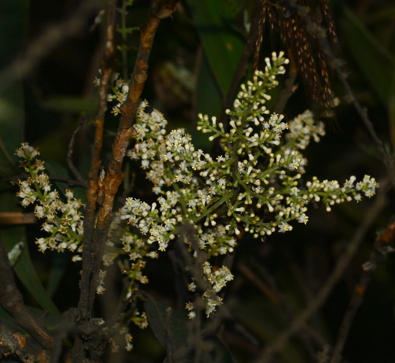 Wendlandia heynei, photographed by S.MORE