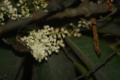Wendlandia heynei, photographed by S.MORE
