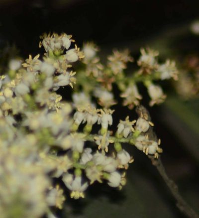 Wendlandia heynei, photographed by S.MORE